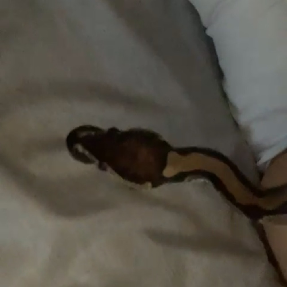 Meet your Posher, Dalton